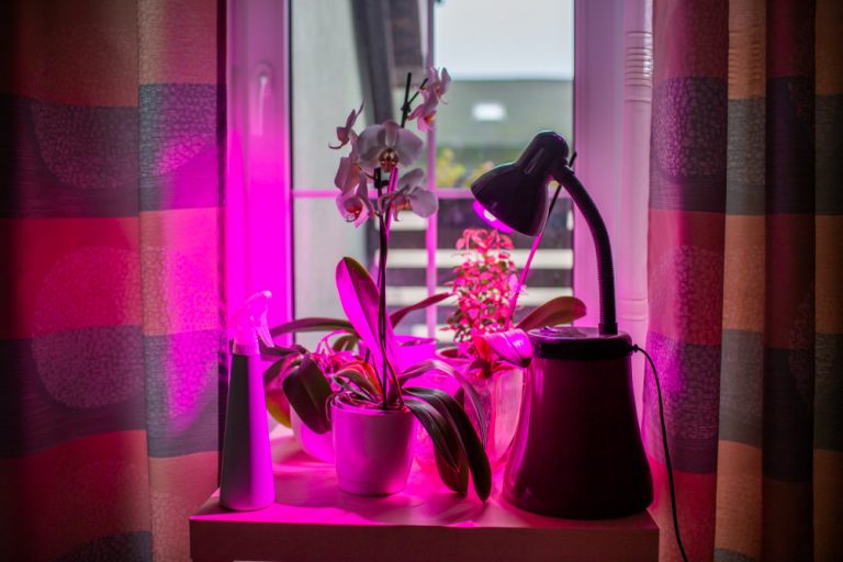 Can Plants Grow Inside The House Under Light Bulbs?